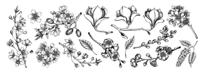 Spring blooming branches sketches. Hand-drawn botanical illustrations set. Floral design. NOT AI genereted